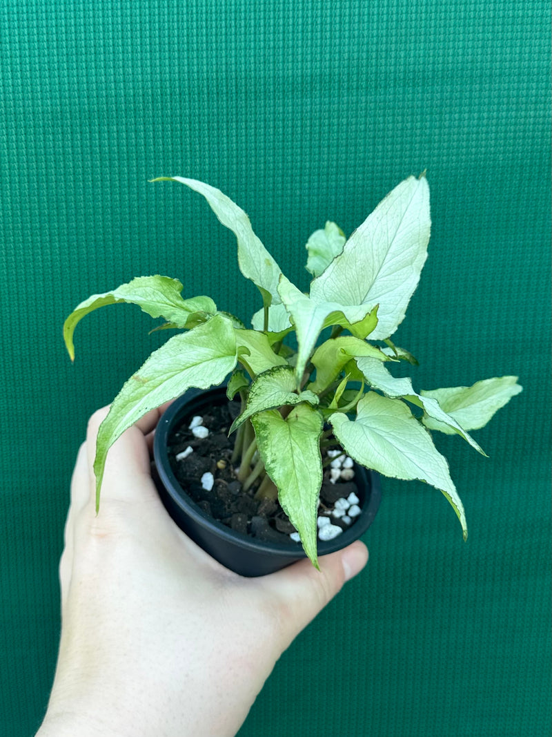Syngonium ‘Silver Fox’ NEW