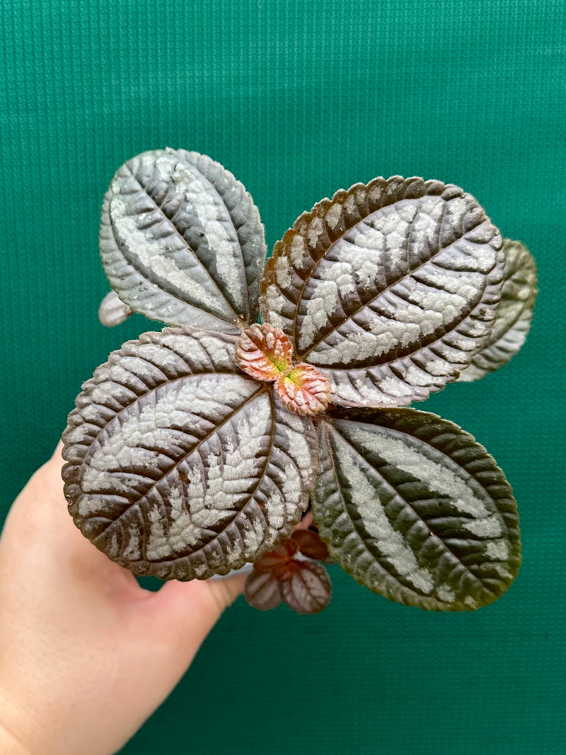 Pilea involucrata ‘Norfolk’