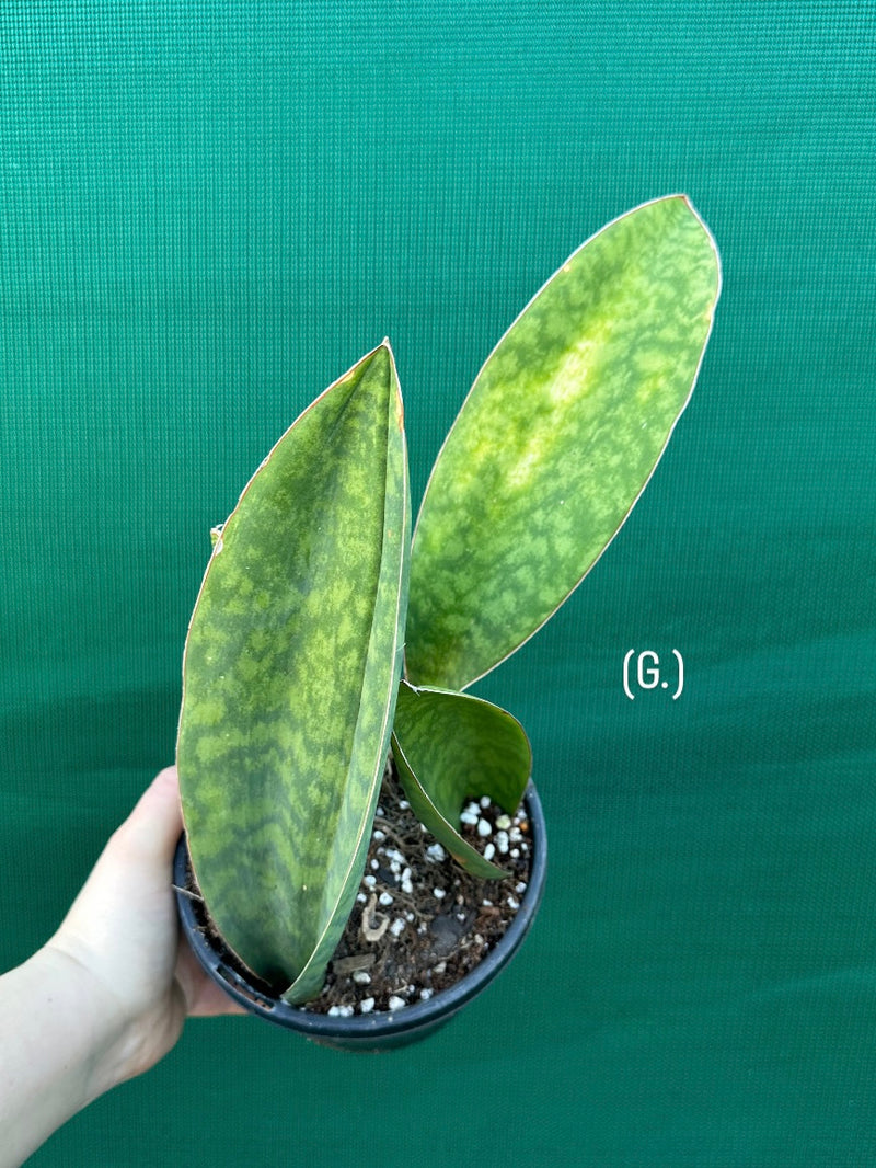 Sansevieria Masoniana ‘Mason’s Congo Paddle’ NEW