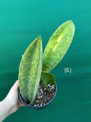 Sansevieria Masoniana ‘Mason’s Congo Paddle’ NEW