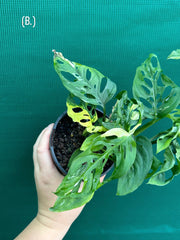 Monstera ‘Adansonii’ Variegated Albo