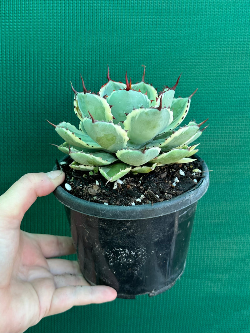 Agave kissho kan