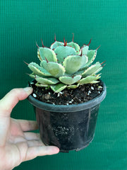 Agave kissho kan