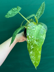 Philodendron ’Jose Buono’ (not tc)