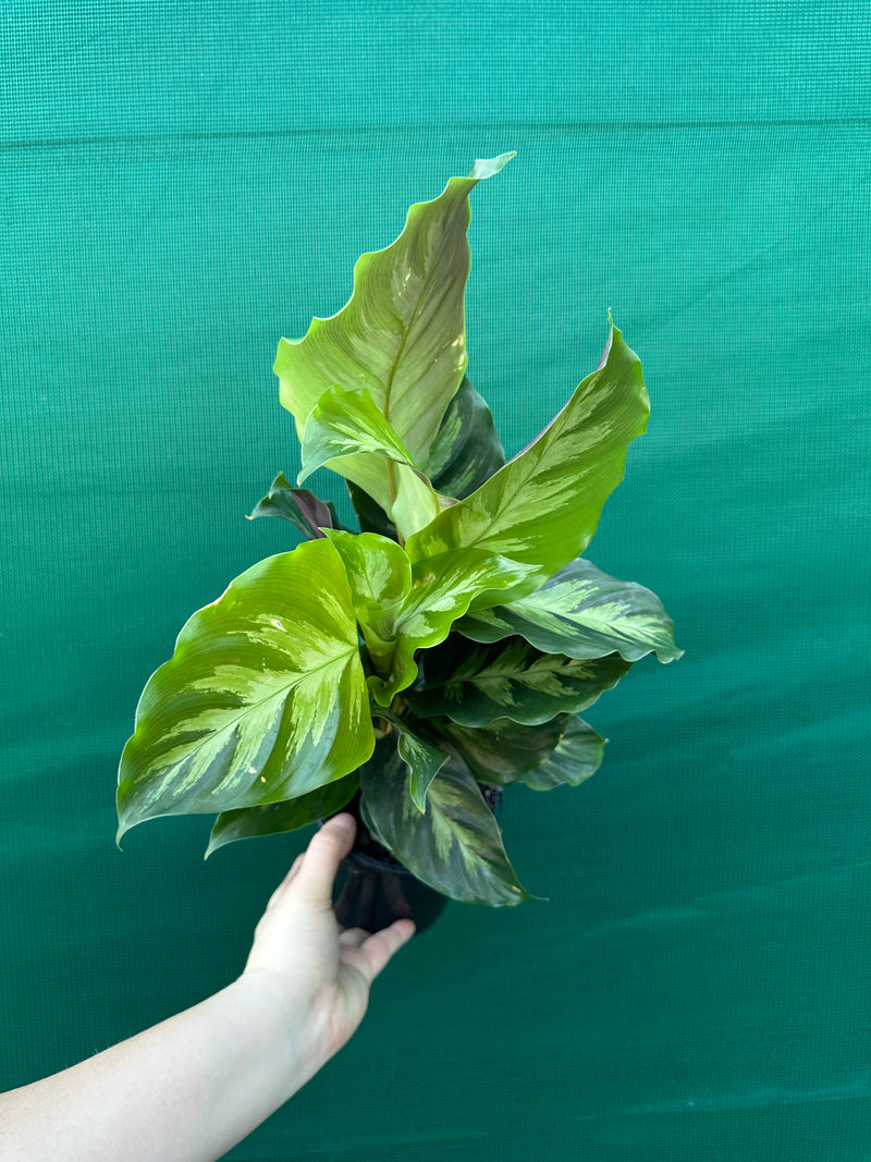 Calathea ‘Louisae Misto’ NEW