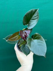 Anthurium NOID 5