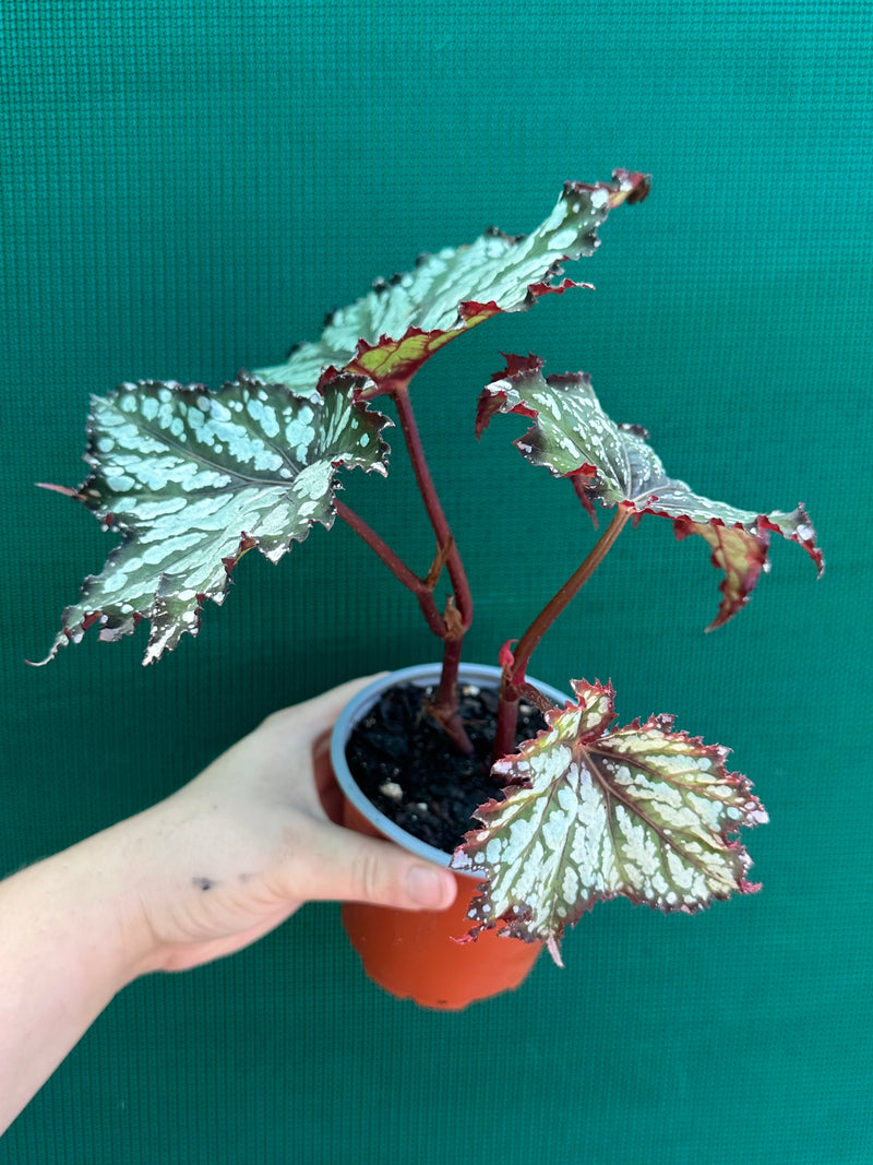 Begonia ‘Emerald Ice’