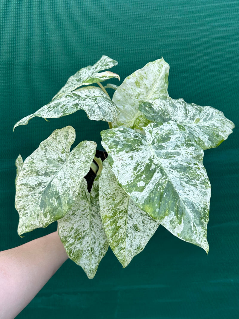 Alocasia odora batik ‘Splash’