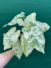 Alocasia odora batik ‘Splash’