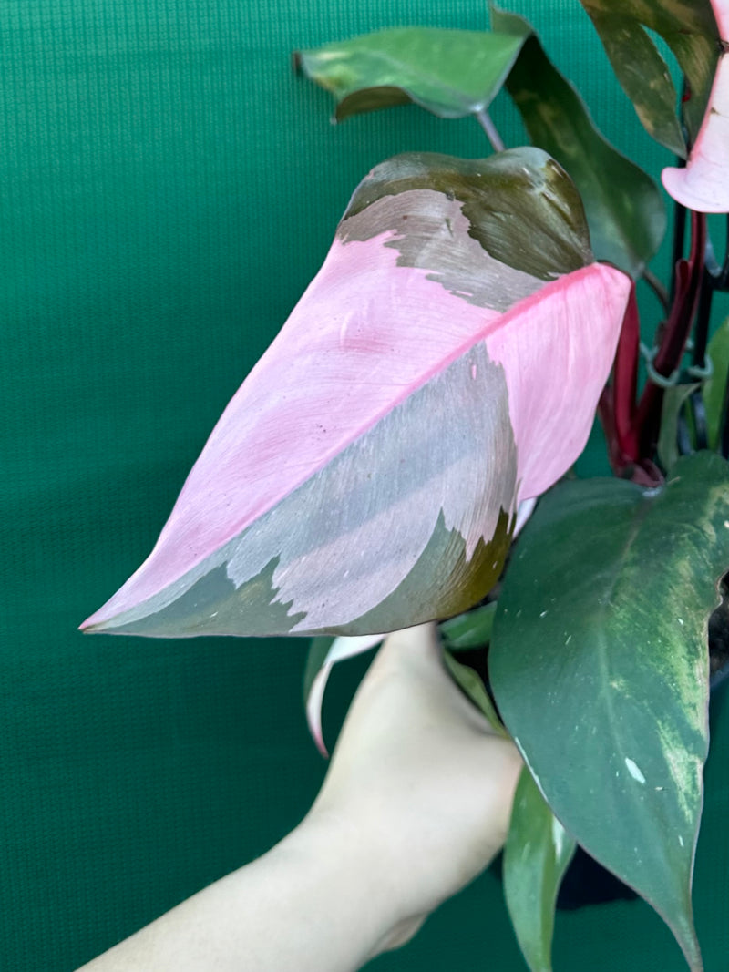 Philodendron ‘Pink Princess’