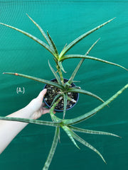 Sansevieria ballyi NEW