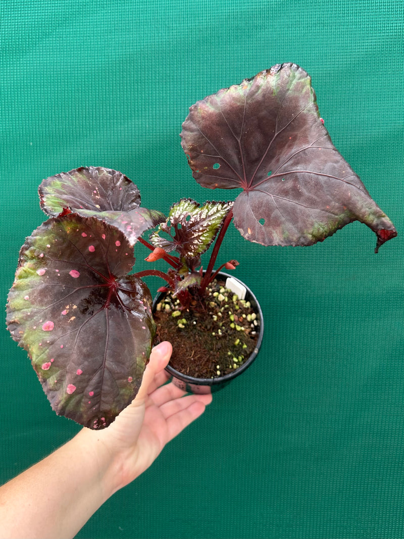 Begonia ‘Dr. Karissa’