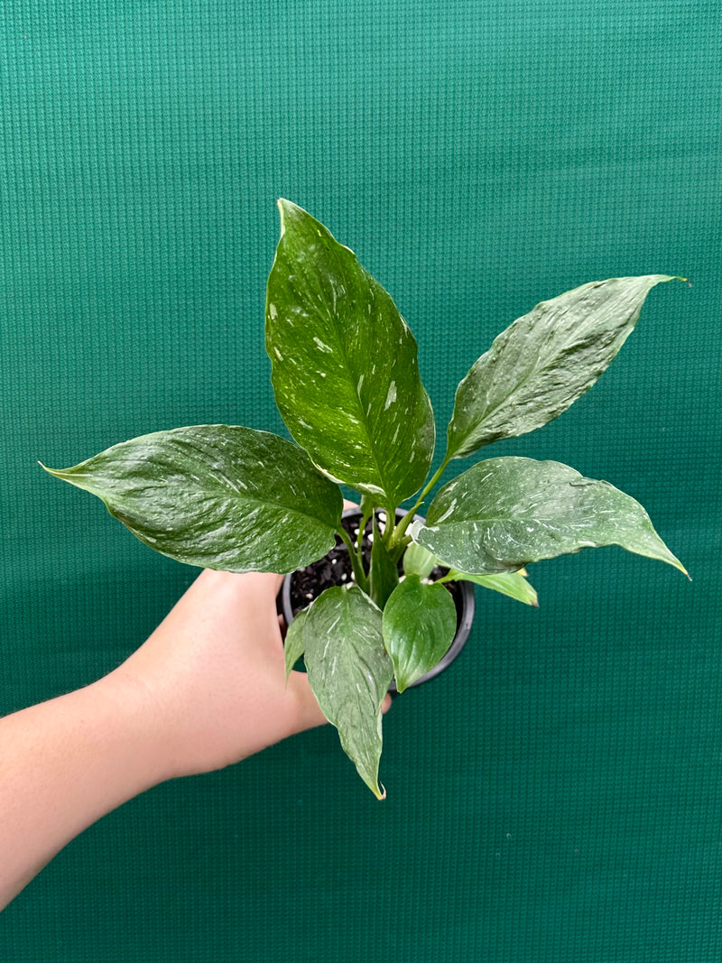 Spathiphyllum ‘Domino’ NEW