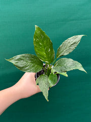 Spathiphyllum ‘Domino’ NEW