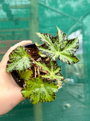 Begonia ‘One Day Cricket’