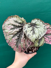 Begonia ‘Logan Beauty’