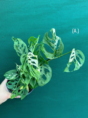 Monstera ‘Adansonii’ Variegated Albo
