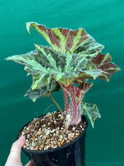 Begonia ‘Norgrove Star’