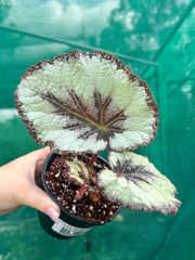 Begonia ‘Mulberry Wine’