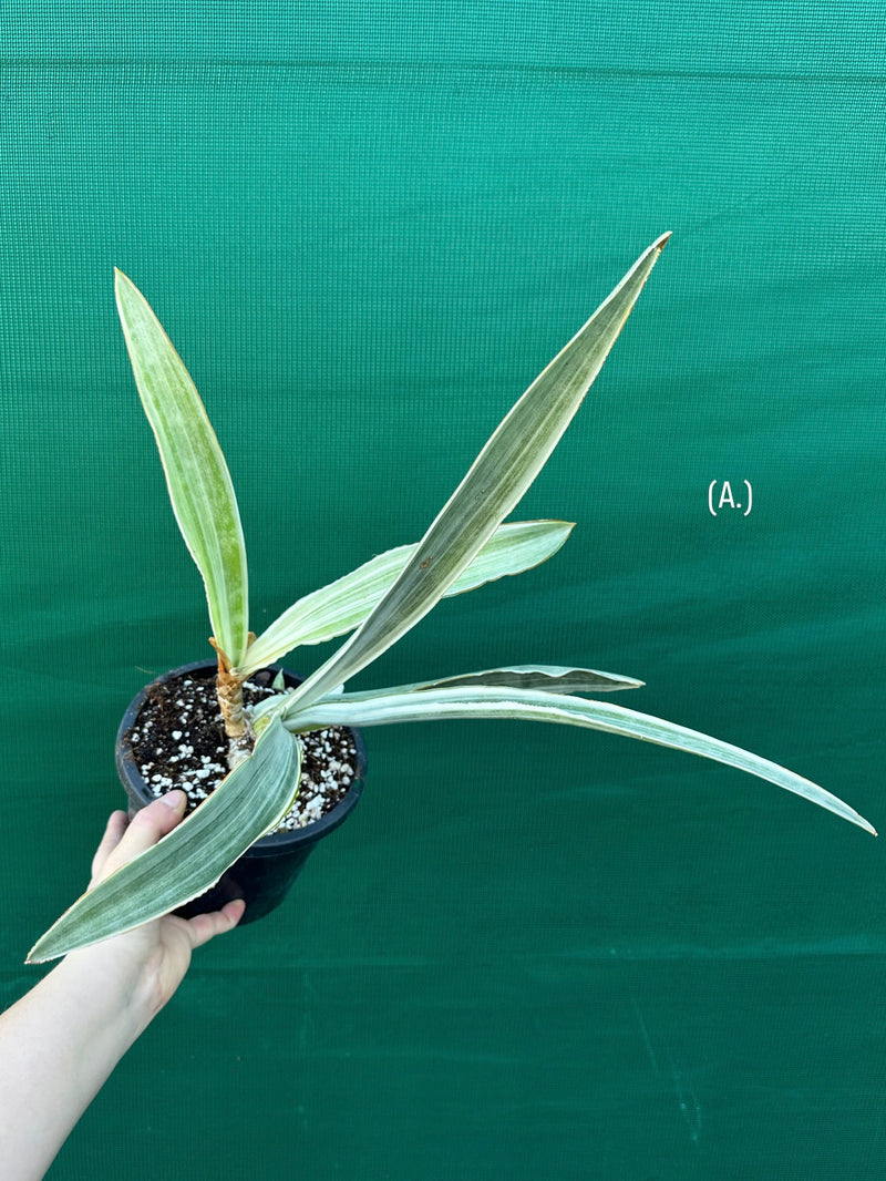 Sansevieria ‘Siam Silver’ NEW