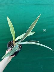 Sansevieria ‘Siam Silver’ NEW