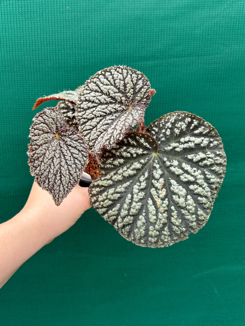 Begonia ‘Sri Lankan Beauty’