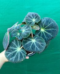 Begonia subacida (sp. Brazil)