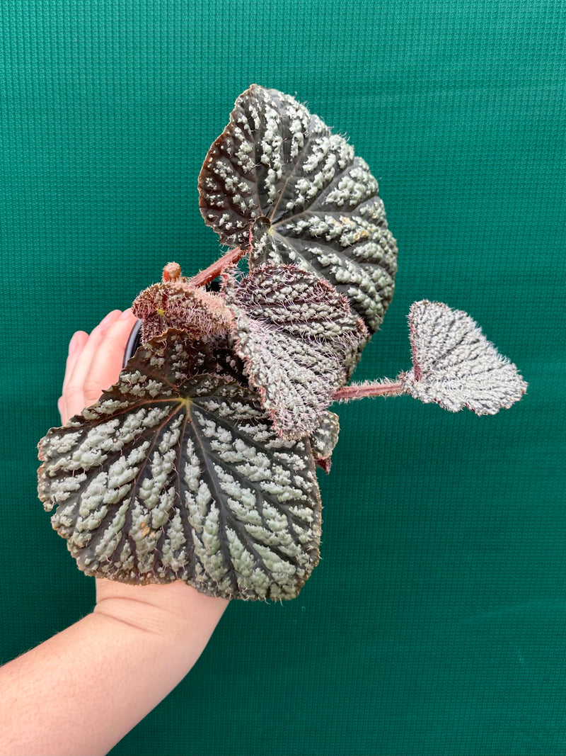 Begonia ‘Sri Lankan Beauty’