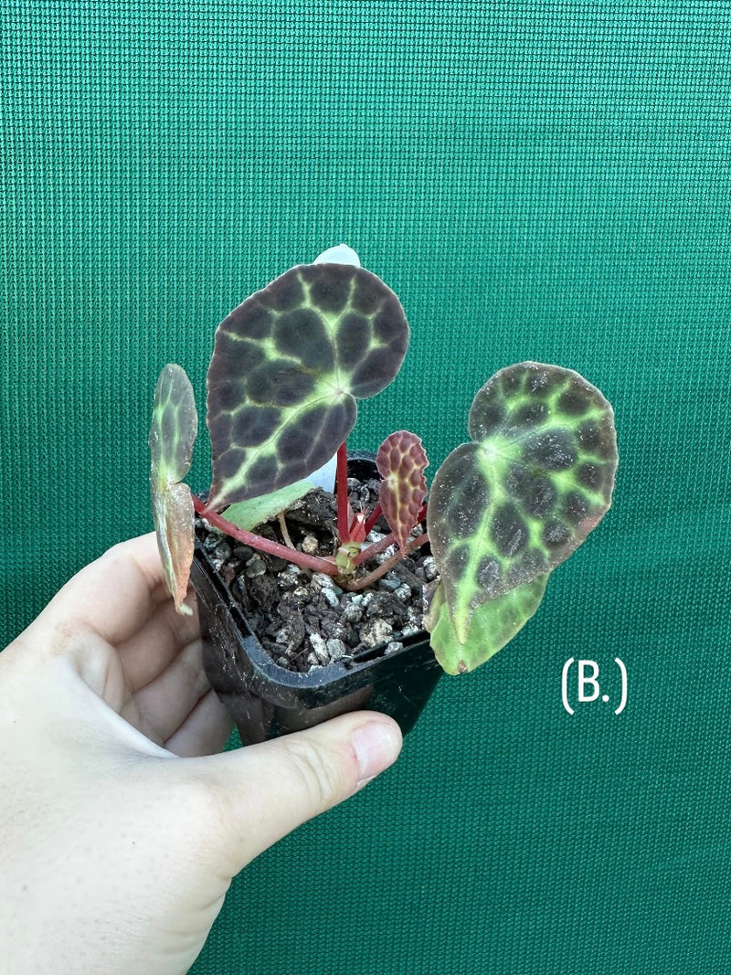 Begonia trang