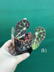 Begonia trang