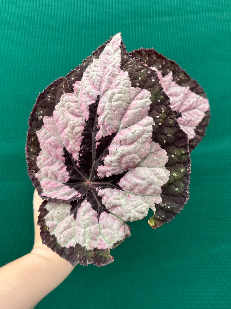 Begonia ‘Lively Ladd’