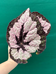 Begonia ‘Lively Ladd’