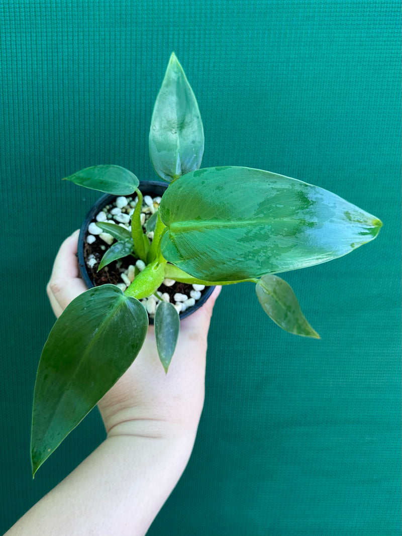 Philodendron ‘Martianum’ NEW