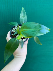 Philodendron ‘Martianum’ NEW