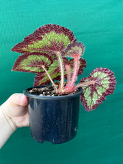 Begonia NOID 14