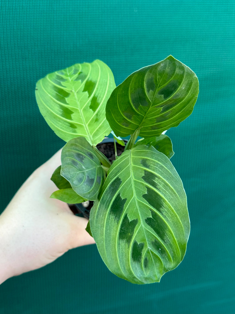 Maranta ‘Lemon Lime’