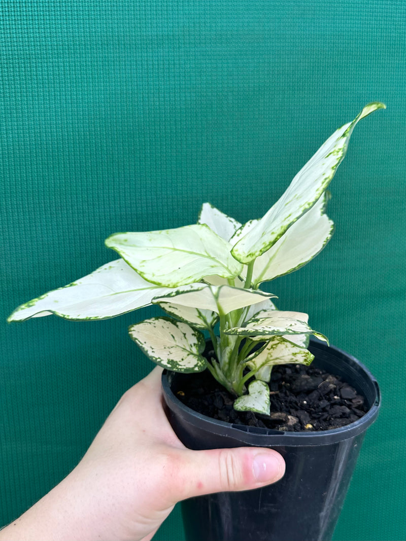 Aglaonema ‘White Valentine’ NEW