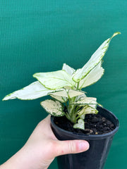 Aglaonema ‘White Valentine’ NEW