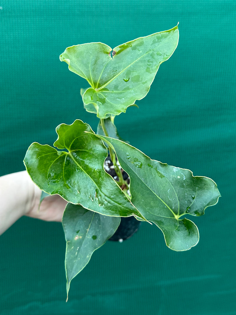 Anthurium ferrierense crisped