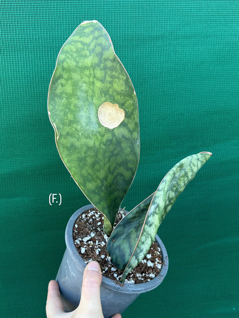 Sansevieria Masoniana ‘Mason’s Congo Paddle’ NEW