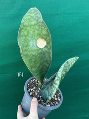 Sansevieria Masoniana ‘Mason’s Congo Paddle’ NEW