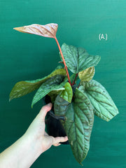 Anthurium luxurians x radicans