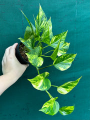 Pothos 'Golden'