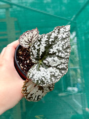 Begonia ‘Polonaise’