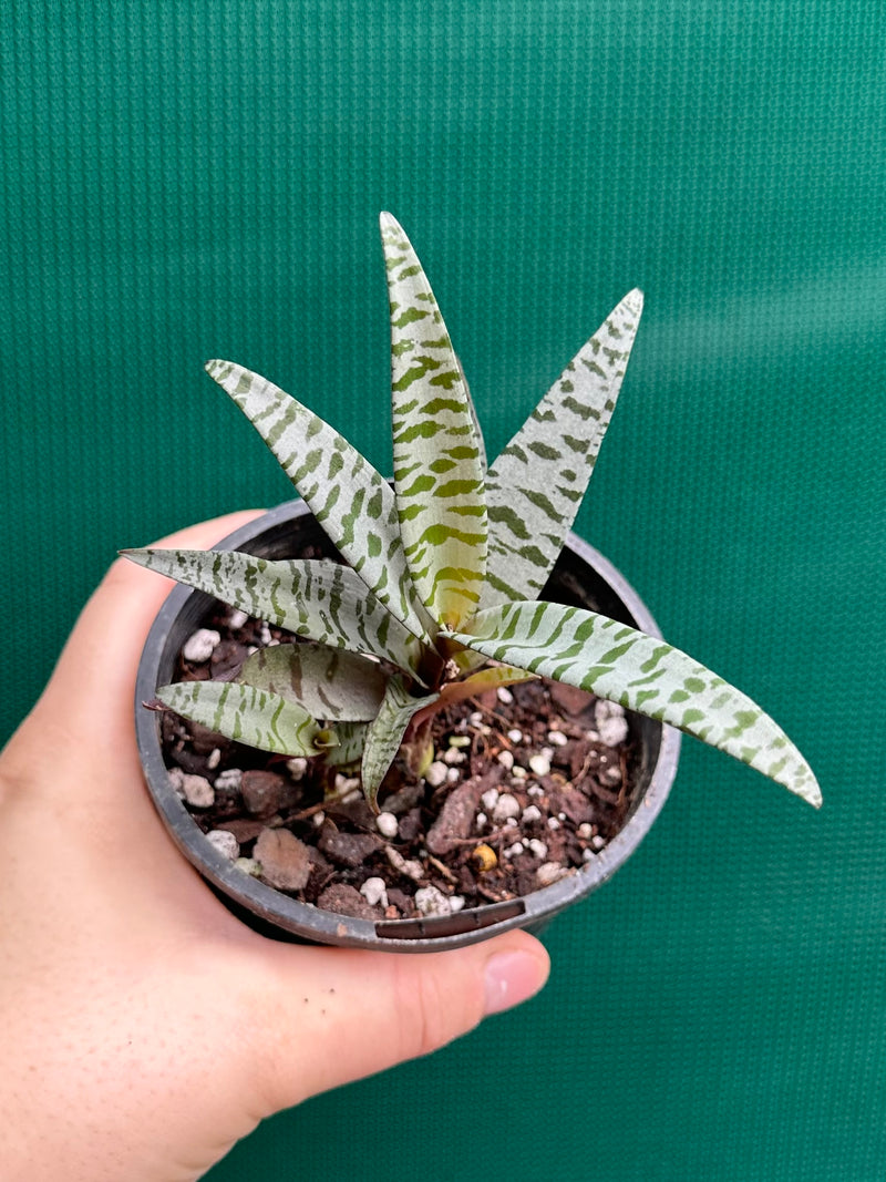 Scilla violacea NEW