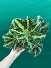 Begonia ‘Norgrove Star’