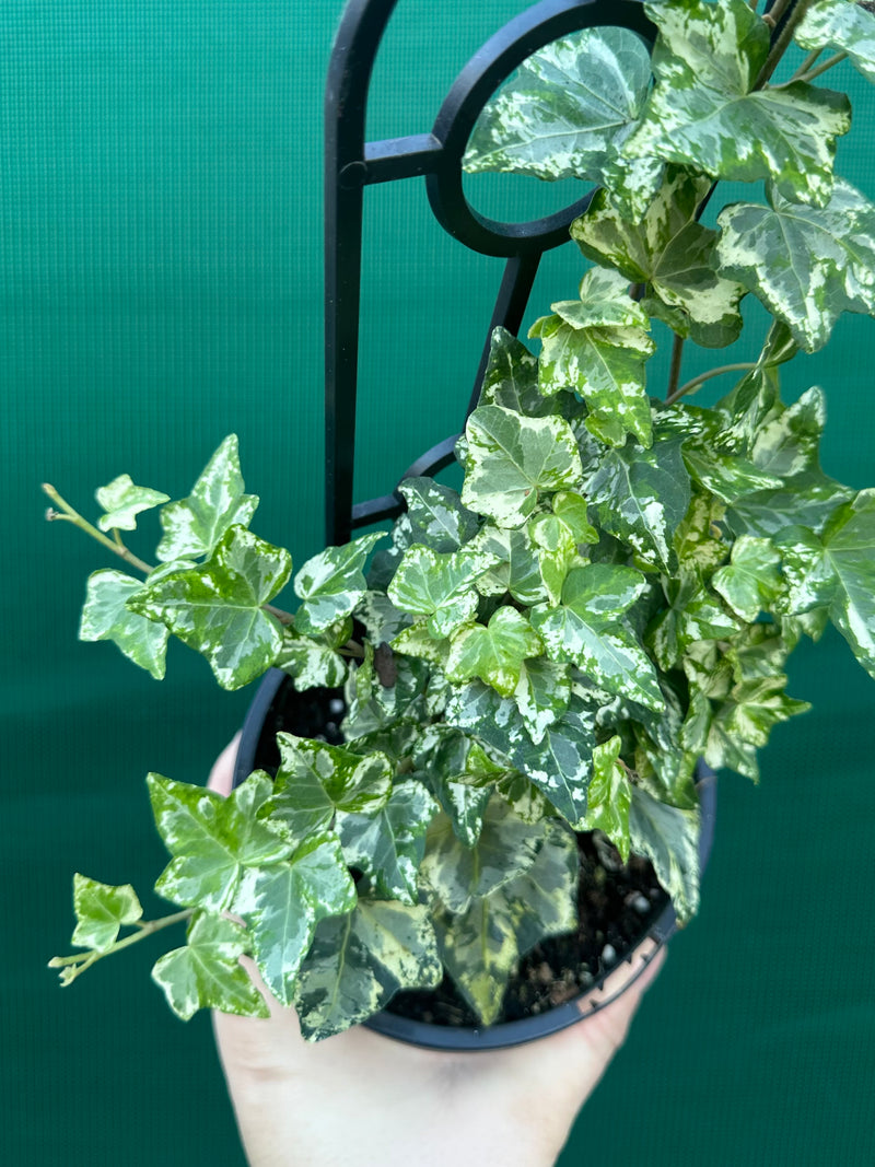 Hedera Ivy ‘Helix Camouflage’ NEW