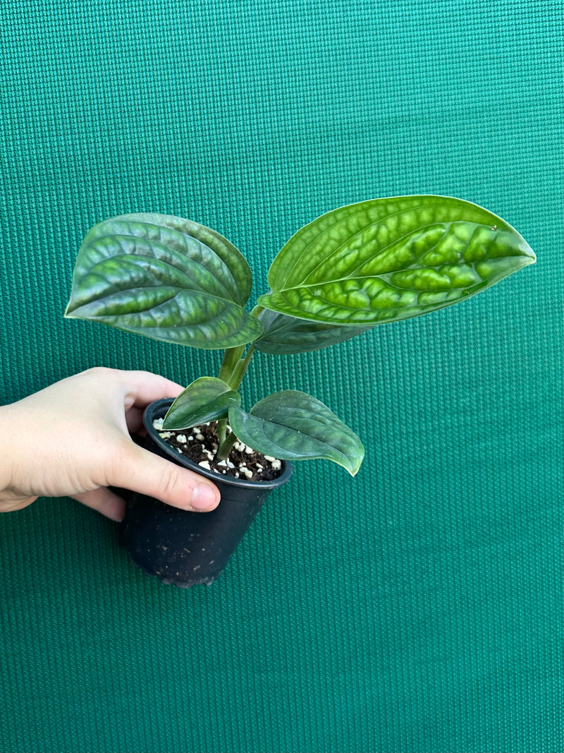 Monstera sp. 'Peru'