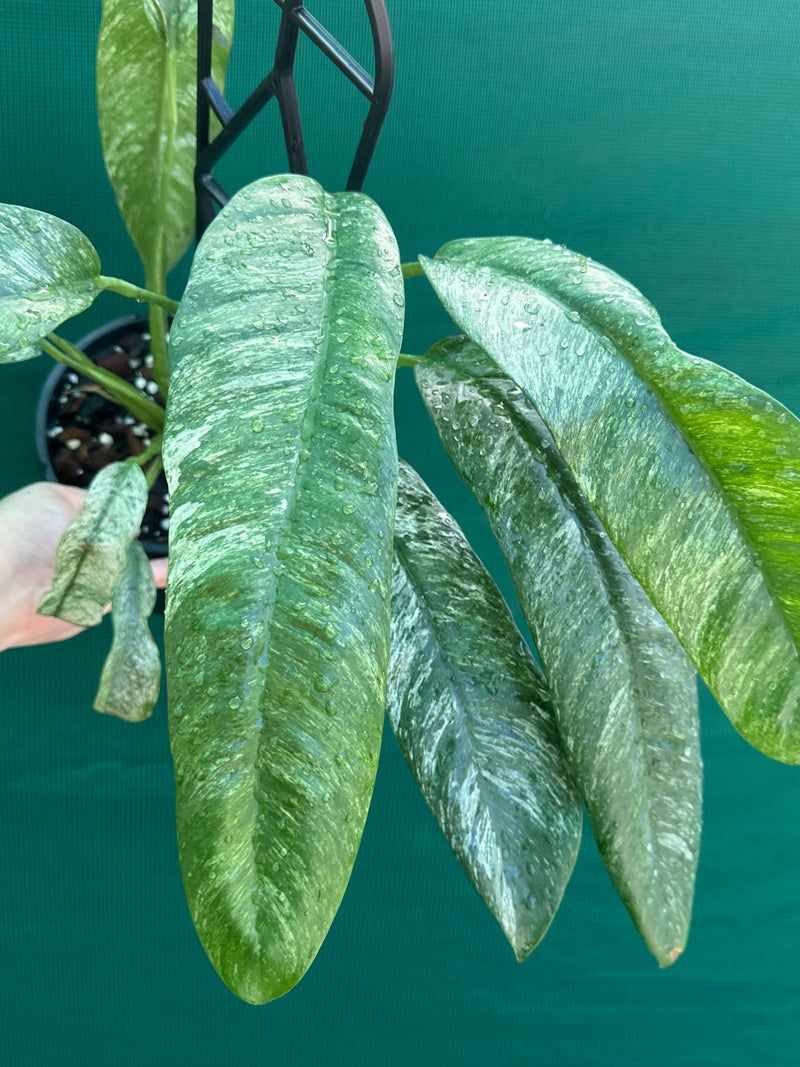 Epipremnum giganteum variegata