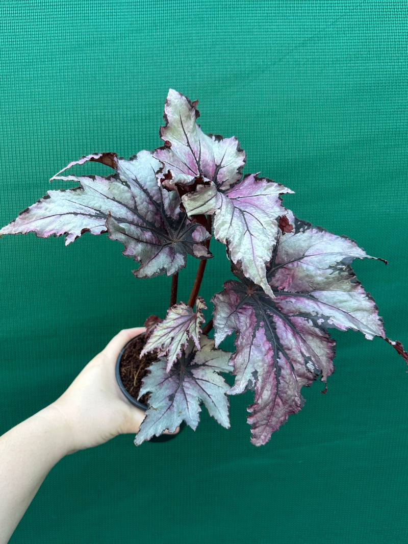 Begonia ‘Serpent’ NEW